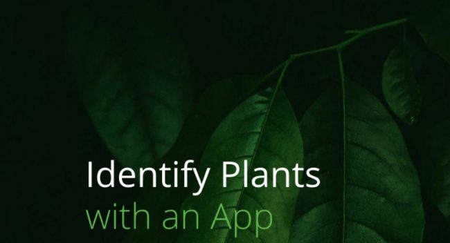 Free apps to identify plants