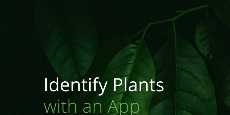 Free apps to identify plants